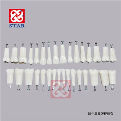 備牙練習(xí)模型M7025